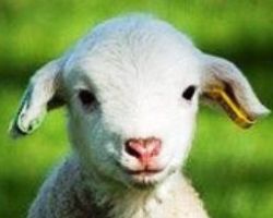 WHAT DOES IT MEAN TO DREAM OF A LAMB